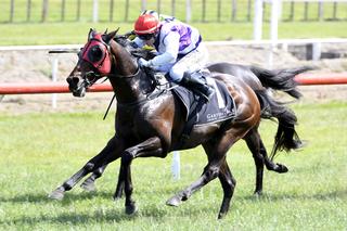 Ocean Emperor has now had 27 starts for nine wins, five placings and $269,125 in prize-money.
